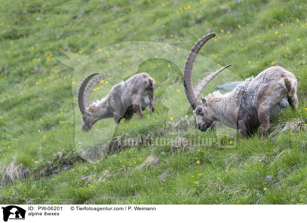 alpine ibexes / PW-06201
