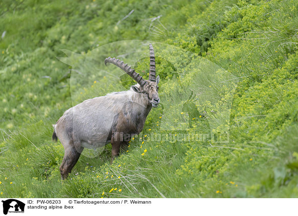 standing alpine ibex / PW-06203
