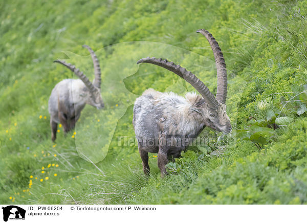 alpine ibexes / PW-06204