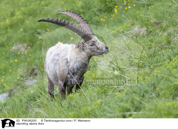 standing alpine ibex / PW-06205