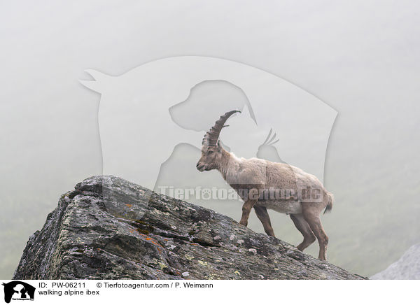 walking alpine ibex / PW-06211
