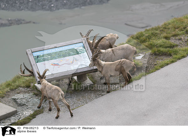 alpine ibexes / PW-06213