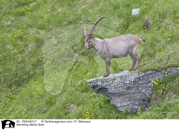 standing alpine ibex / PW-06217