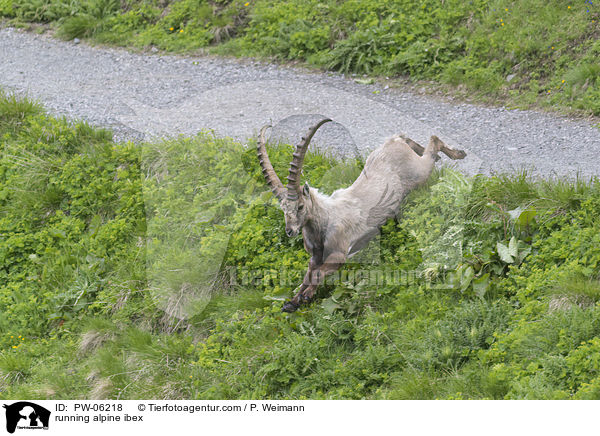 running alpine ibex / PW-06218