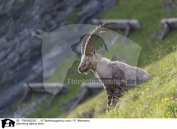 standing alpine ibex / PW-06220
