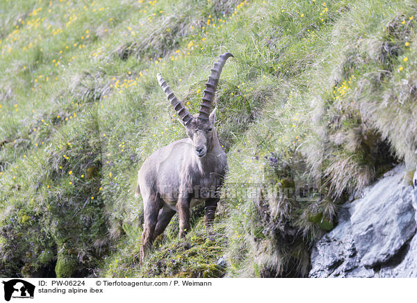 standing alpine ibex / PW-06224