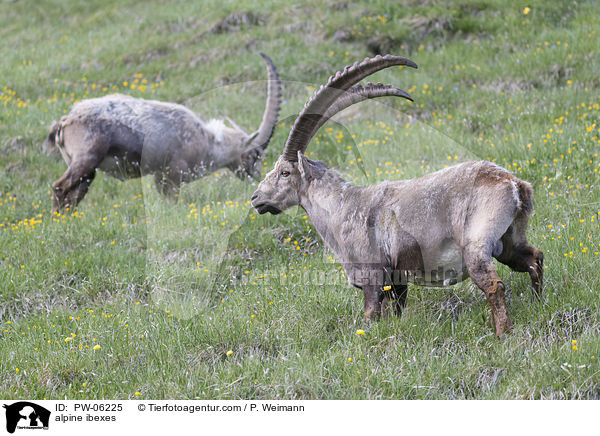 alpine ibexes / PW-06225