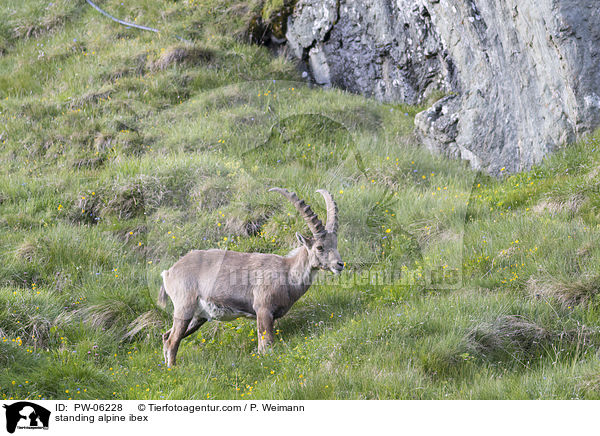 standing alpine ibex / PW-06228