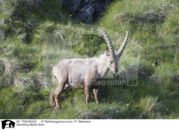 standing alpine ibex / PW-06232