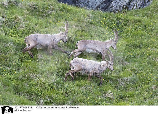 alpine ibexes / PW-06238