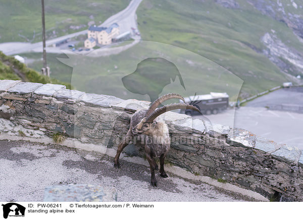 standing alpine ibex / PW-06241
