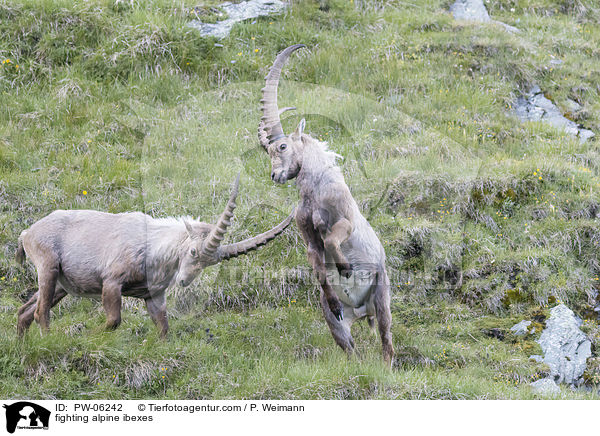 fighting alpine ibexes / PW-06242