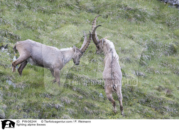 fighting alpine ibexes / PW-06244