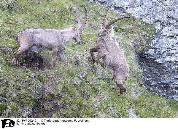 fighting alpine ibexes / PW-06245