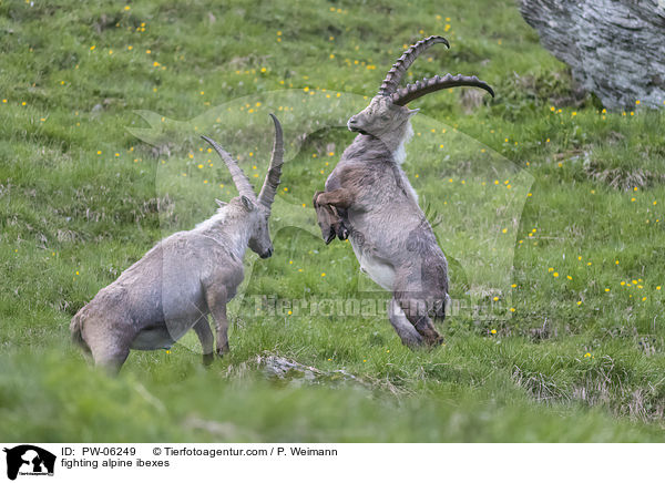 fighting alpine ibexes / PW-06249