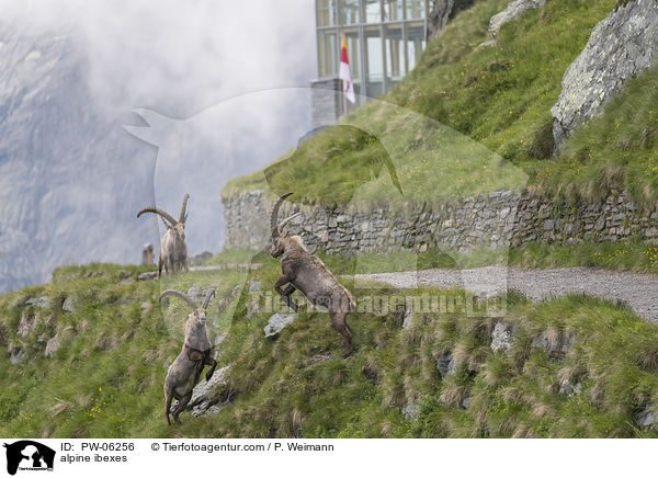 alpine ibexes / PW-06256