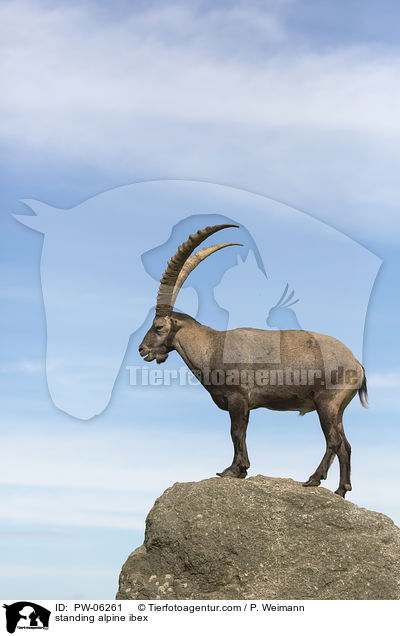 standing alpine ibex / PW-06261