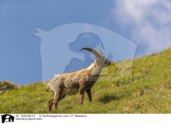 standing alpine ibex / PW-06273
