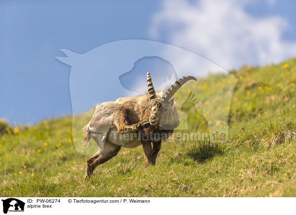 alpine ibex / PW-06274