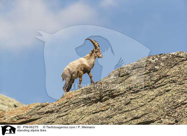 standing alpine ibex / PW-06275