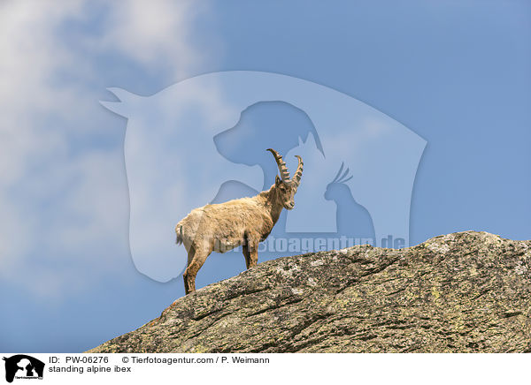 standing alpine ibex / PW-06276