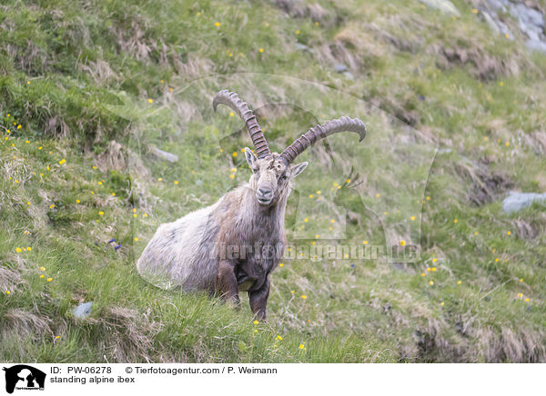 standing alpine ibex / PW-06278