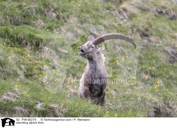stehender Alpensteinbock / standing alpine ibex / PW-06279