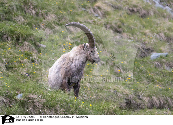 standing alpine ibex / PW-06280