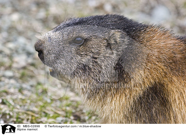 Alpine marmot / MBS-02898