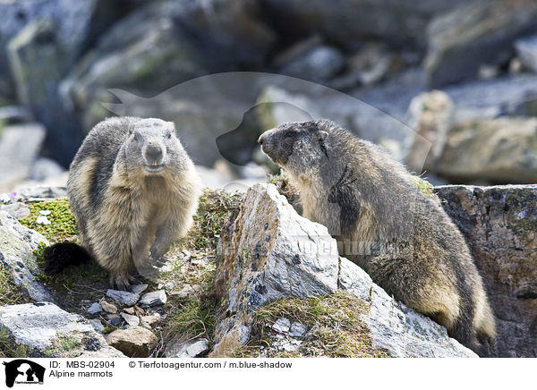 Alpine marmots / MBS-02904