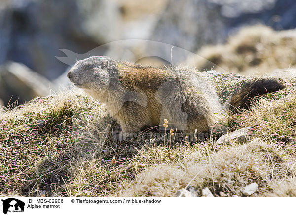 Alpine marmot / MBS-02906