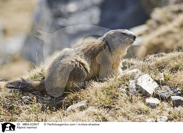 Alpine marmot / MBS-02907