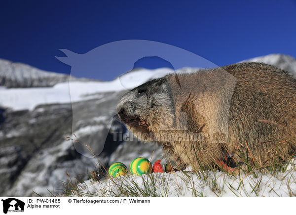 Alpine marmot / PW-01465
