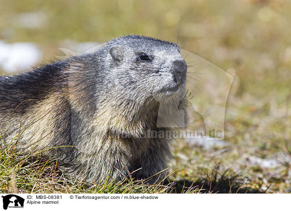 Alpine marmot / MBS-08381