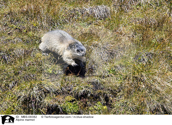 Alpine marmot / MBS-08382