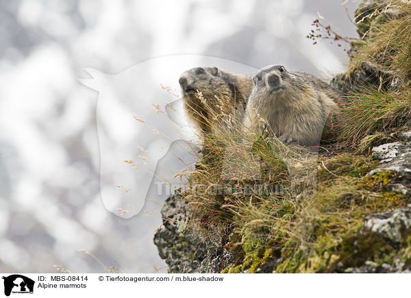 Alpenmurmeltiere / Alpine marmots / MBS-08414