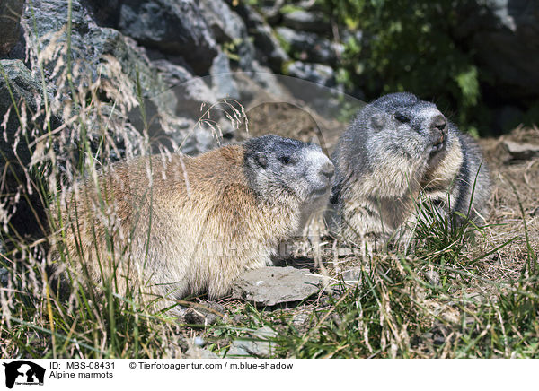 Alpine marmots / MBS-08431