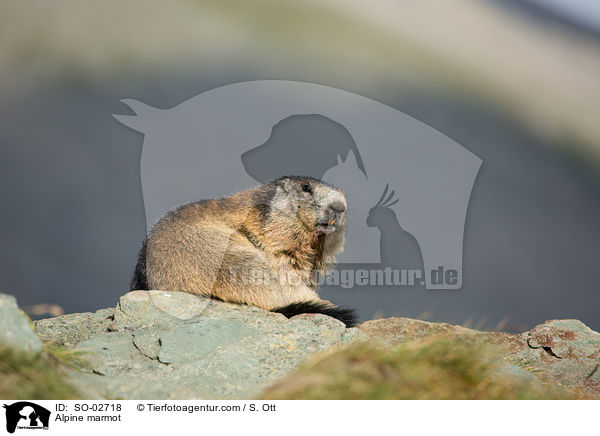 Alpine marmot / SO-02718