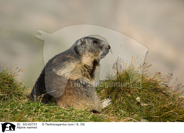 Alpine marmot / SO-02731