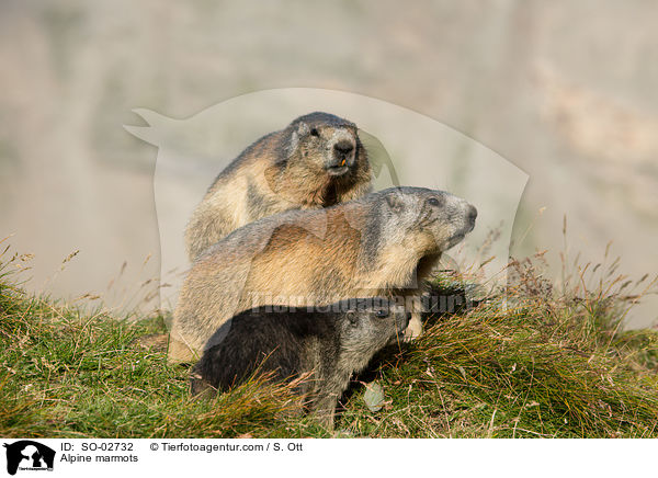 Alpine marmots / SO-02732