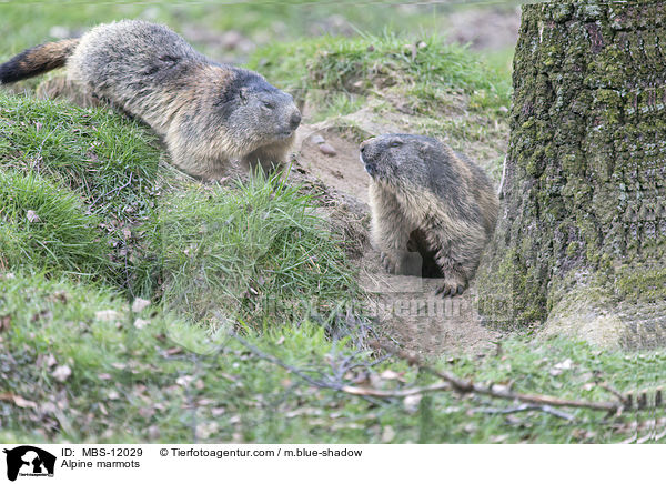Alpine marmots / MBS-12029