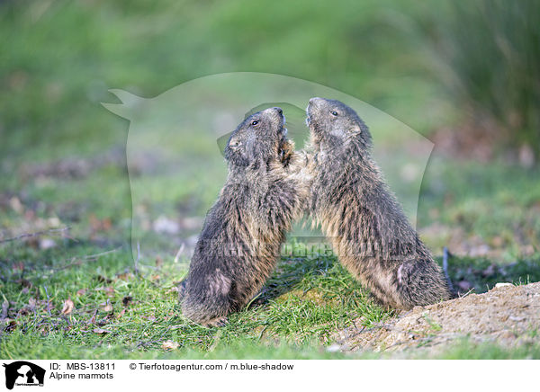 Alpine marmots / MBS-13811