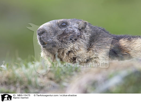 Alpine marmot / MBS-15475