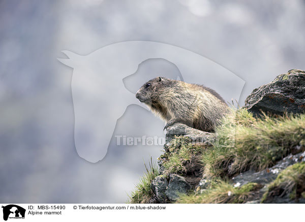 Alpine marmot / MBS-15490