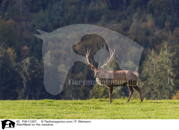 Altai-Maral on the meadow / PW-11267