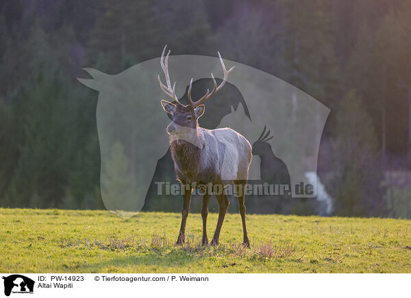 Altai Wapiti / PW-14923