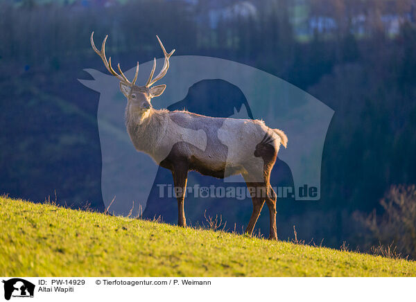 Altai-Maral / Altai Wapiti / PW-14929