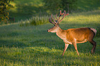 Altai Wapiti