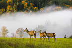 Altai elk