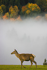 Altai elk